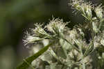 White snakeroot